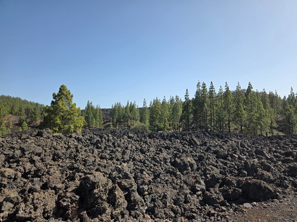 Campo de lava negra con pinos canarios al fondo en una zona del Parque Nacional del Teide, Tenerife.