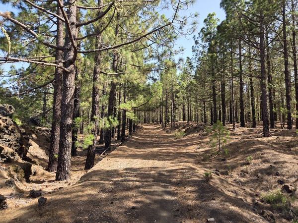 Sendero entre pinos canarios en una zona forestal cercana al Teide, Tenerife.